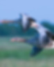 Snow Geese Migrating